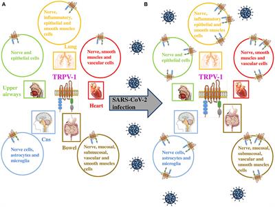 Transient Receptor Potential Vanilloid Subtype 1: Potential Role in Infection, Susceptibility, Symptoms and Treatment of COVID-19